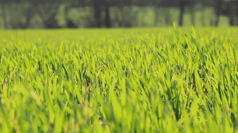 Grass
